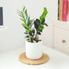 Buy ZZ Plant In Ribbed White Planter
