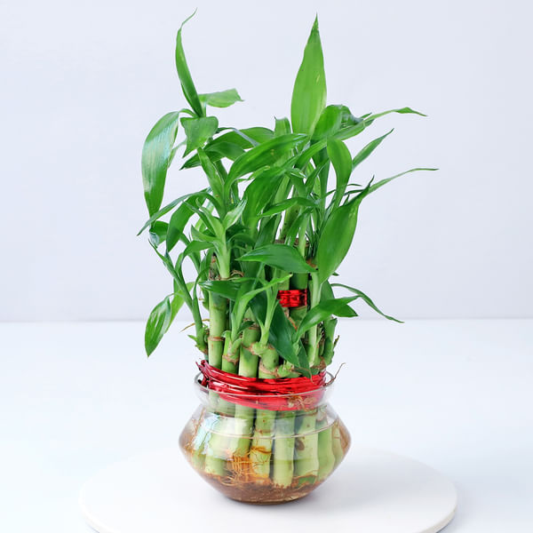 2 Layered Bamboo Plant (Mild Sunlight/Less Water)
