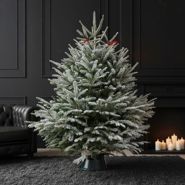 4 to 5 Feet  Winter Wonder Fresh Christmas Tree With Decoration