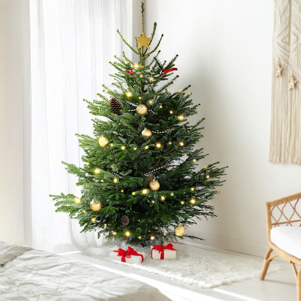 7 to 8 Feet Fresh Christmas Tree And Decorations