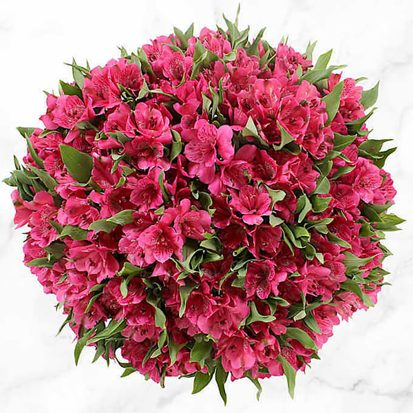 80 Alstroemeria Stems