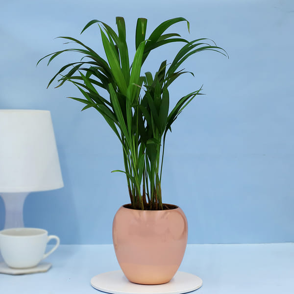 Adorable Areca Palm Plant