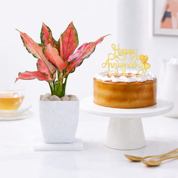 Aglaonema & Butterscotch Cake for Anniversary