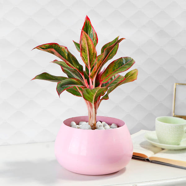 Aglaonema Lipstick  in Pink Round Pot