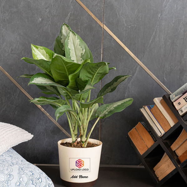 Aglaonema Manila Beauty Customized with logo and Name