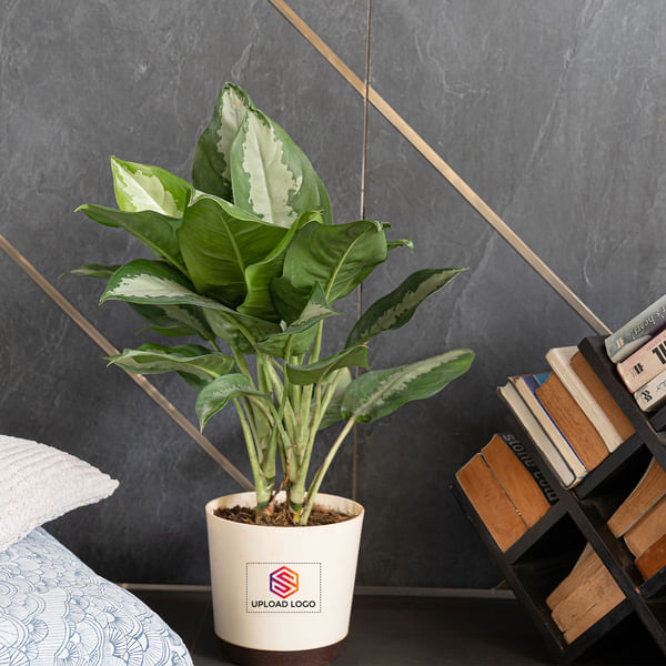 Aglaonema Manila Plant Customized with logo