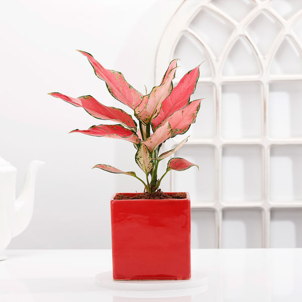 Aglaonema Pink Plant With Red Planter