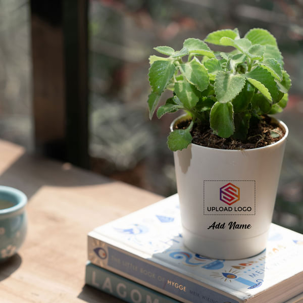 Ajwain Plant Customized with logo and Name