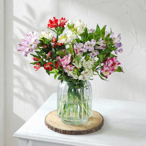 Alstroemeria Dreams