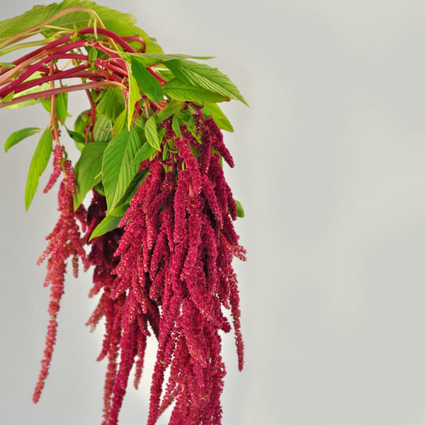 Amaranthus Rosary (Bunch of 5)