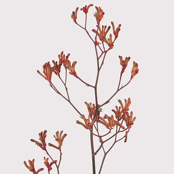 Anigozanthos Bush Sunset (Bunch of 10)