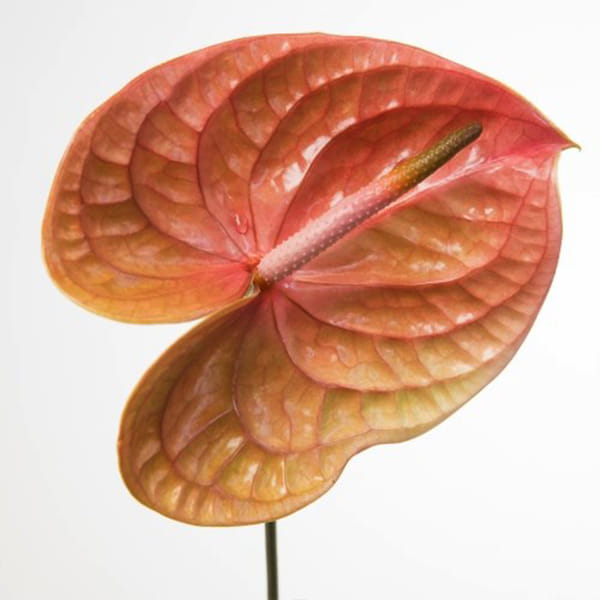 Anthurium Cognac (per Stem)