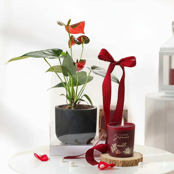 Anthurium Plant with Jasmine Candle