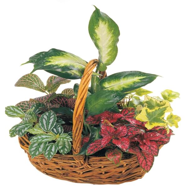 Arrangement of Plants