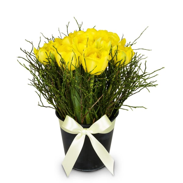 Arrangement of Tulips Spring-Hit