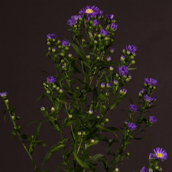 Aster Caitlyn (Bunch of 10)