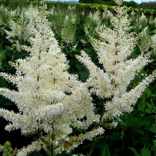 Astilbe Arendsii Diamant (Bunch of 10)