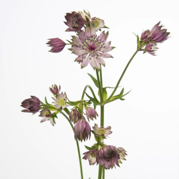 Astrantia Star of Africa (Bunch of 10)