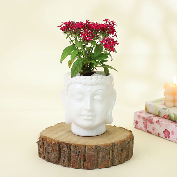 Beautiful Pentas Red Plant