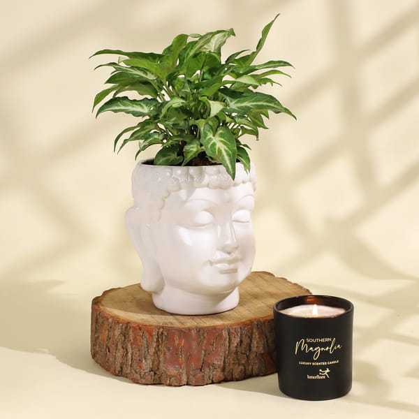 Beautiful Syngonium Plant in a Ceramic Buddha Planter
