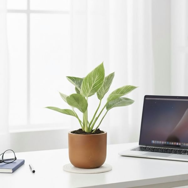 Birkin Bliss In Terracotta Charm