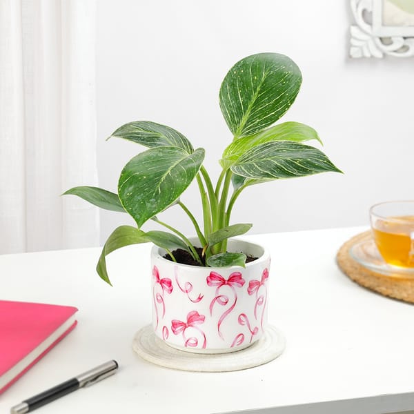 Birkin Elegance In Ribbon Charm Pot