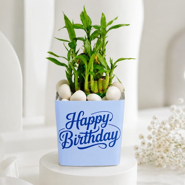 Birthday Bamboo Plant with Blue Vase