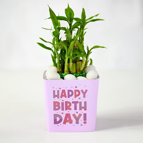 Birthday Bamboo Plant with Pink Vase