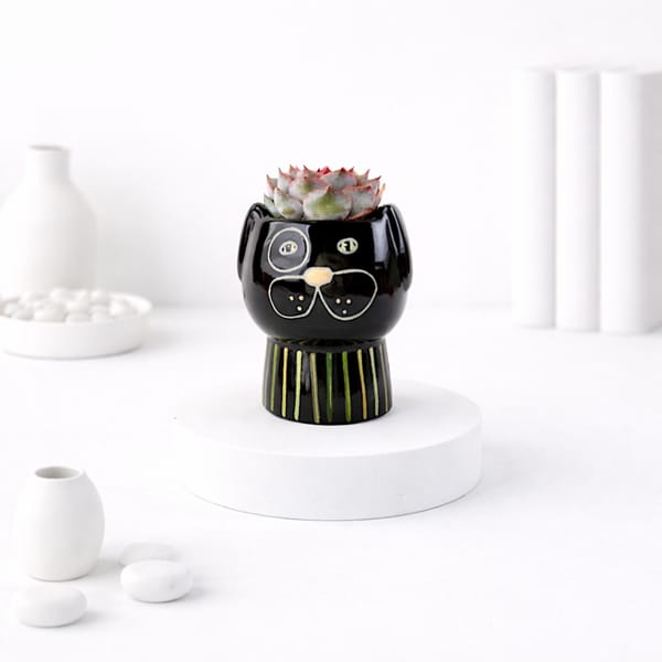 Black Ceramic Cat Face Planter With Echeveria Succulent