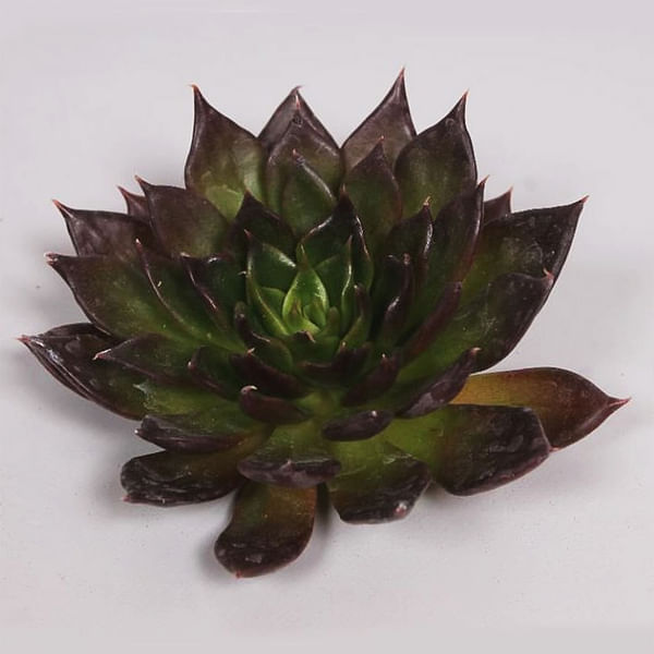 Black Prince (per Piece)