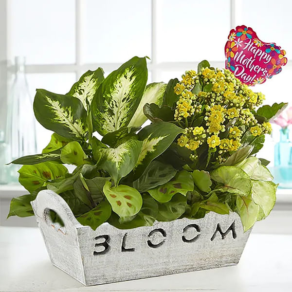 Bloom Dish Garden for Mom