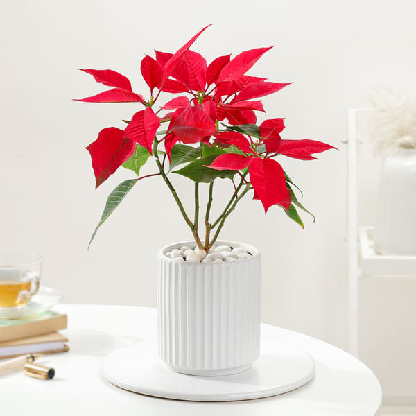 Blooming Red Poinsettia And Ceramic Pot