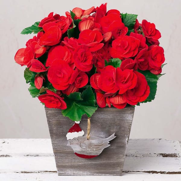 Blossomfire Red Begonia Christmas Bouquet