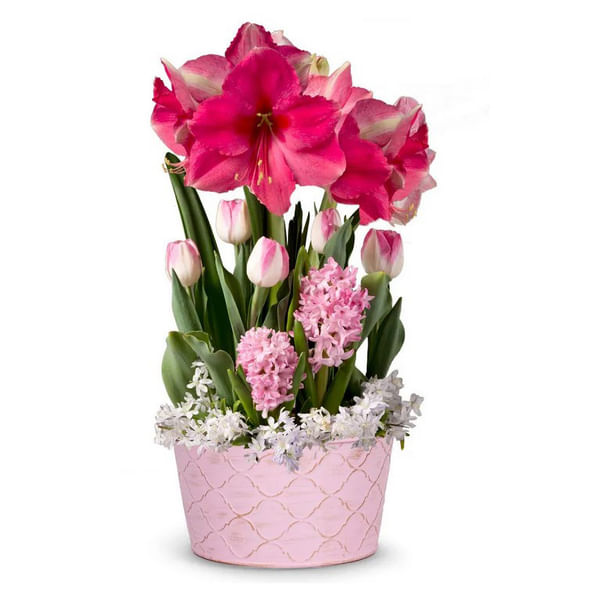 Blushing Pink Amaryllis Bulb Garden