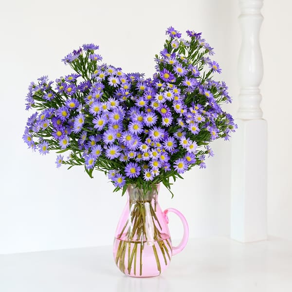 Bright Blue Daisy Valentine's Day Arrangement
