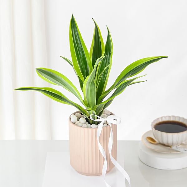 Bright Dracaena Planter Gift