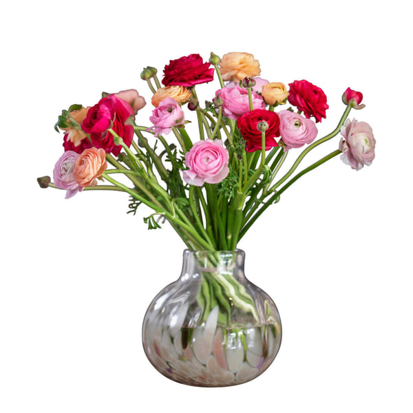 Buttercups mix colors 240174