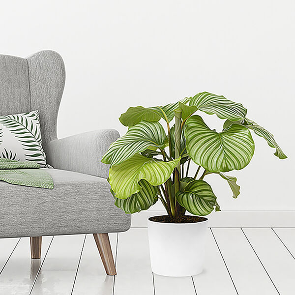Calathea Orbifolia