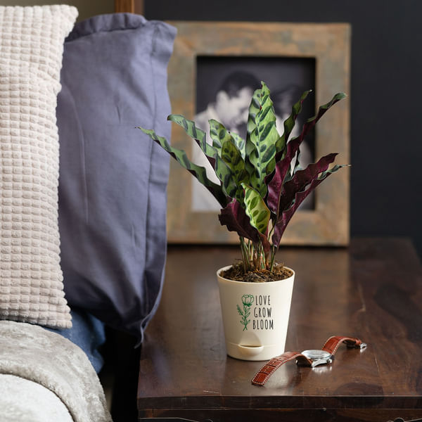 Calathea Rattlesnake Plant