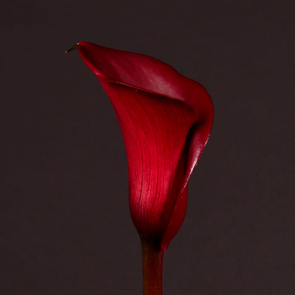 Calla Lily - Zantedeschia Captain Maori (Bunch of 10)