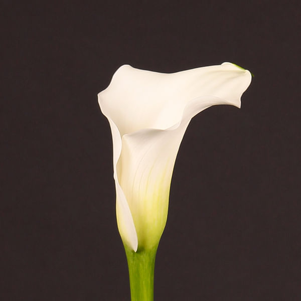 Calla Lily - Zantedeschia captain Rialto (Bunch of 10)