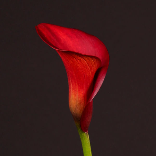 Calla Lily - Zantedeschia Captain Tulsa (Bunch of 10)