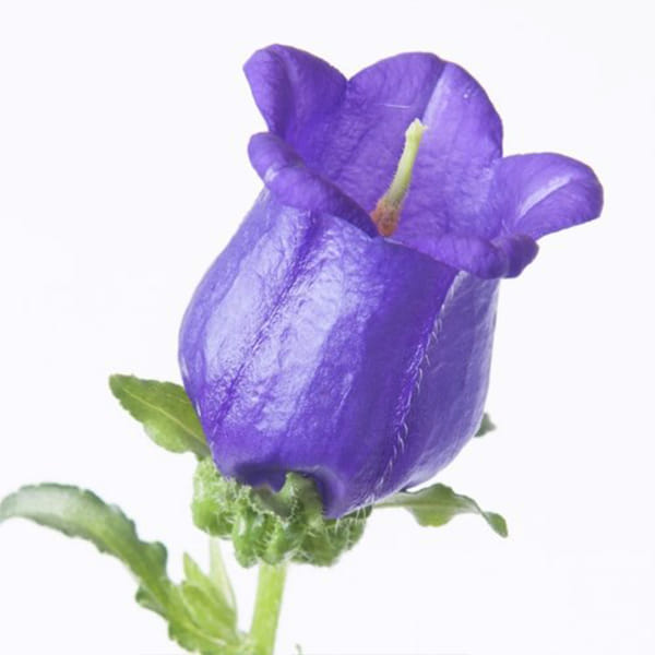 Campanula Bellflower Champion Lavender (Bunch of 10)
