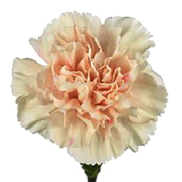 Carnation Apple Tea (Bunch of 20)