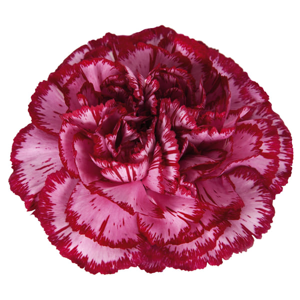 Carnation Bacarat Purple (Bunch of 20)