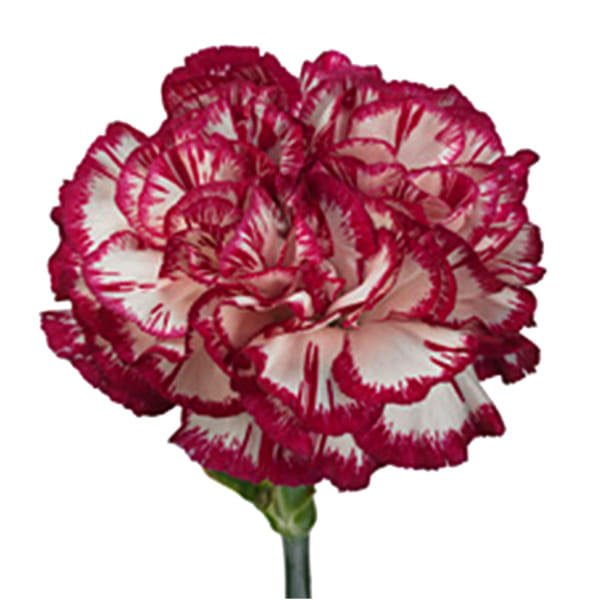 Carnation Kino White Crimson (Bunch of 20)