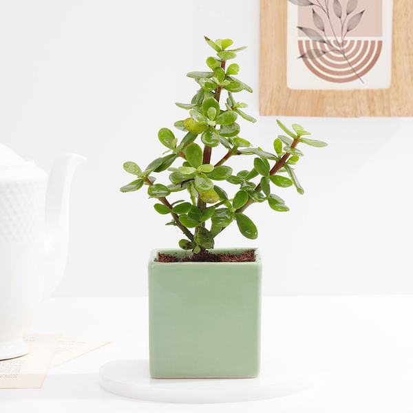 Charming Jade Plant With Green Ceramic Planter