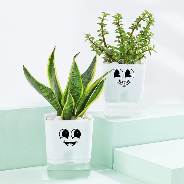 Cheerful Jade And Snake Plant Combo In Smiley Planters