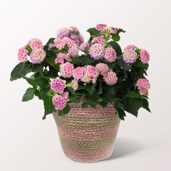 Cherrful Colour Changing Lantana Pot