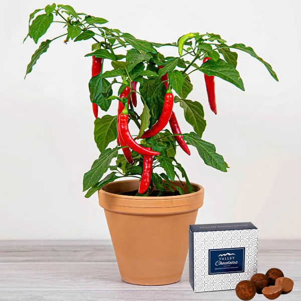 Chilli Plant